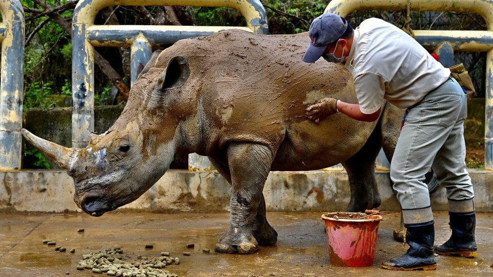 Čuvar kupa nosoroga