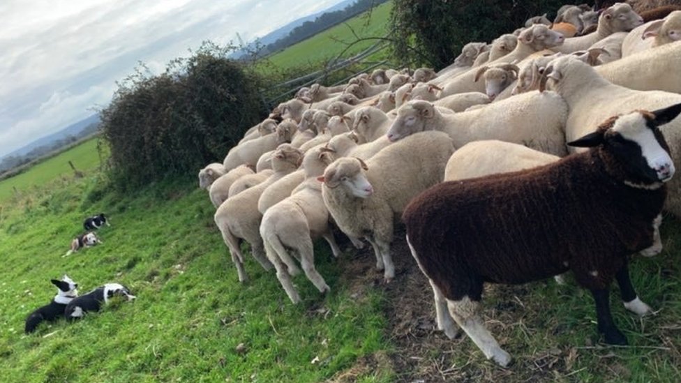 Овцы на ферме