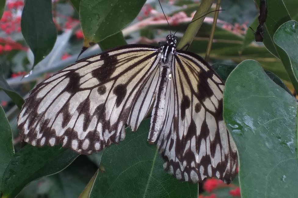 Зоопарк бабочек Уай-Вэлли