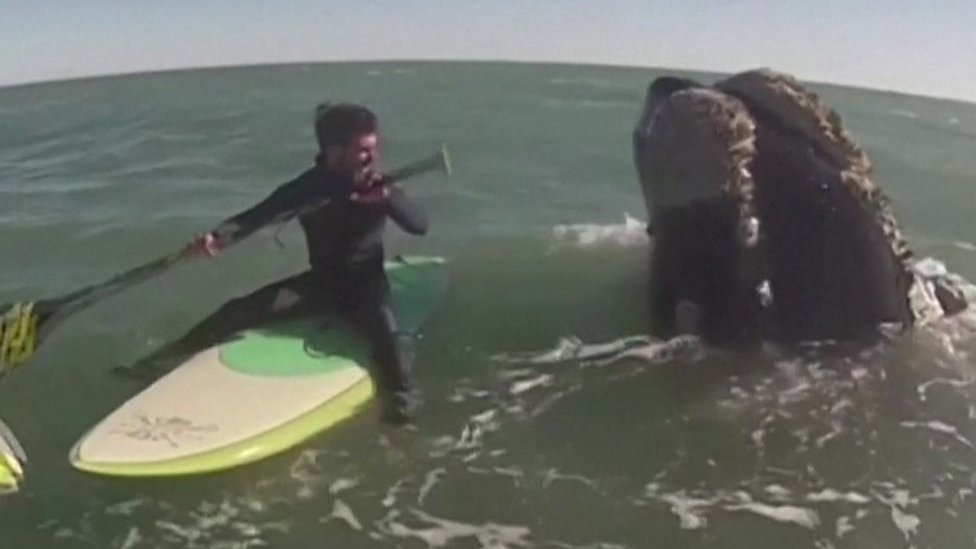 Whales surprise two paddleboarders in Argentina