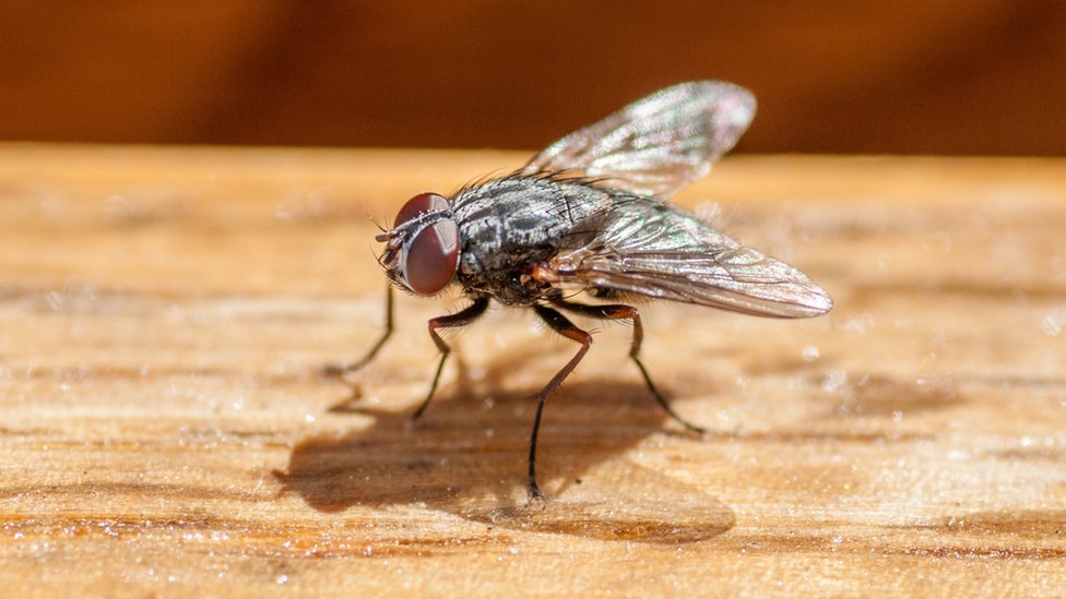 Stock photo of a fly
