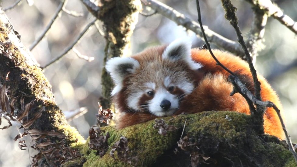 Red Pandas Tracked By Satellite In Conservation Milestone c News