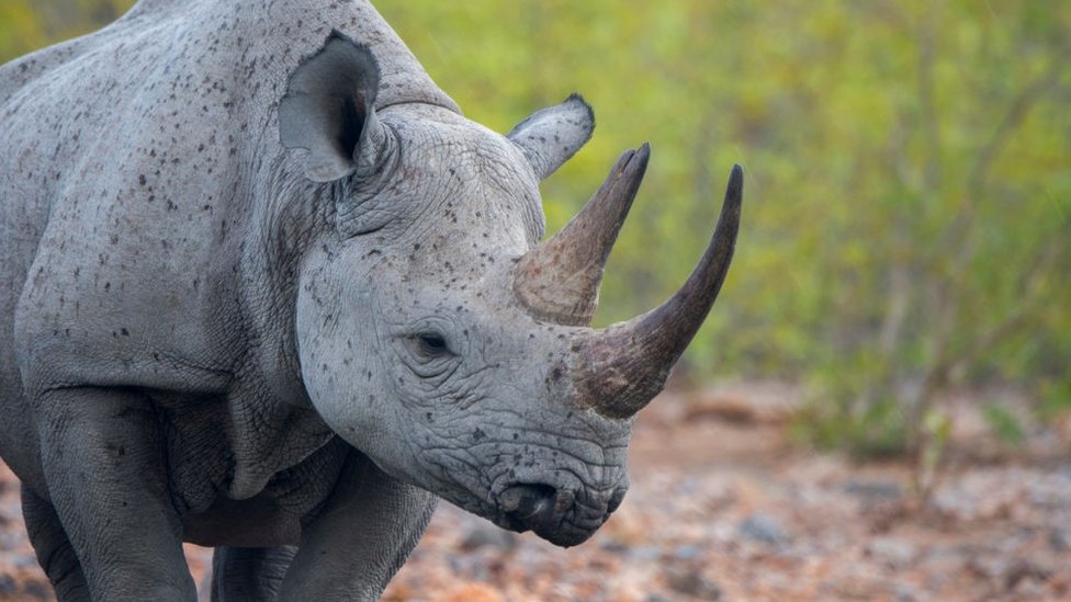 Namibia reports record level of rhino poaching - BBC News