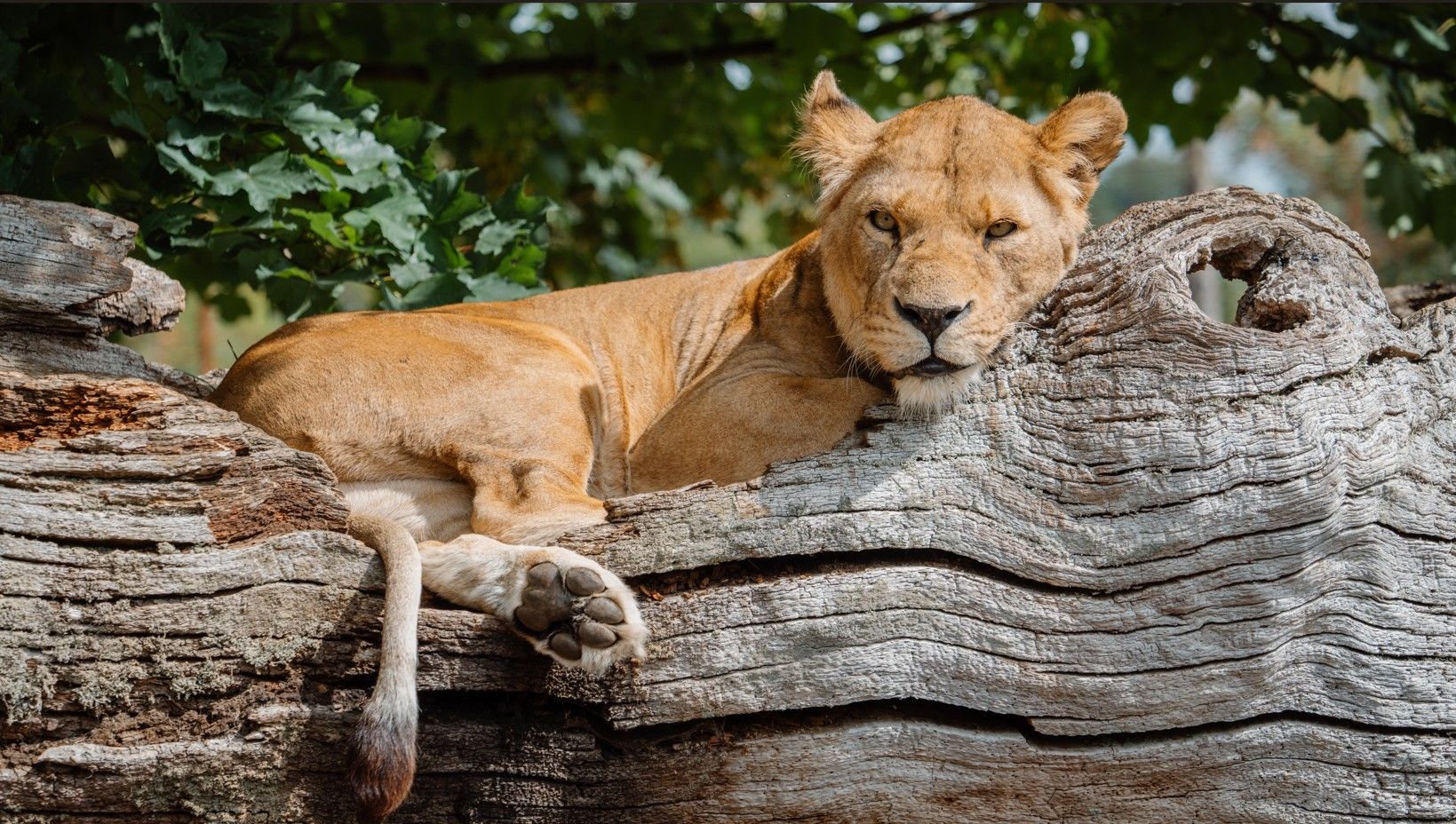 I was chased by the lions of Longleat Safari Park'