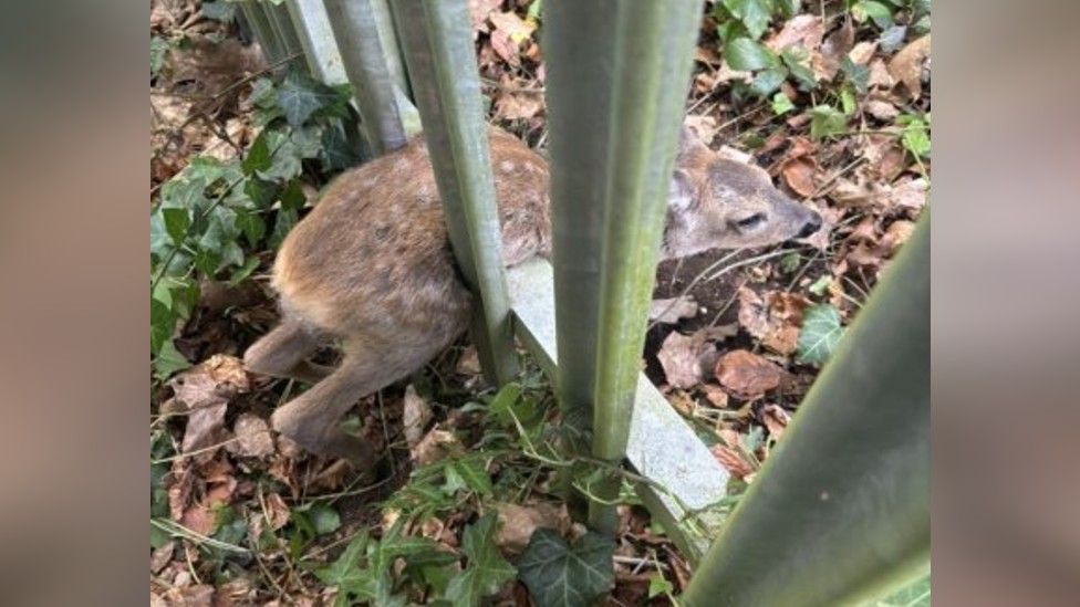 Fawn rescued in Southampton after getting trapped in metal fence