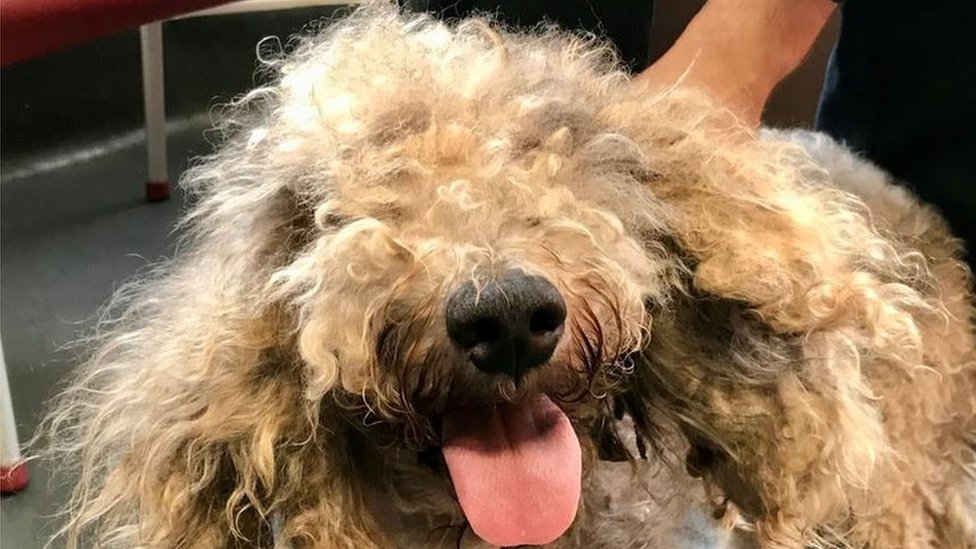 bedlington terrier matted fur