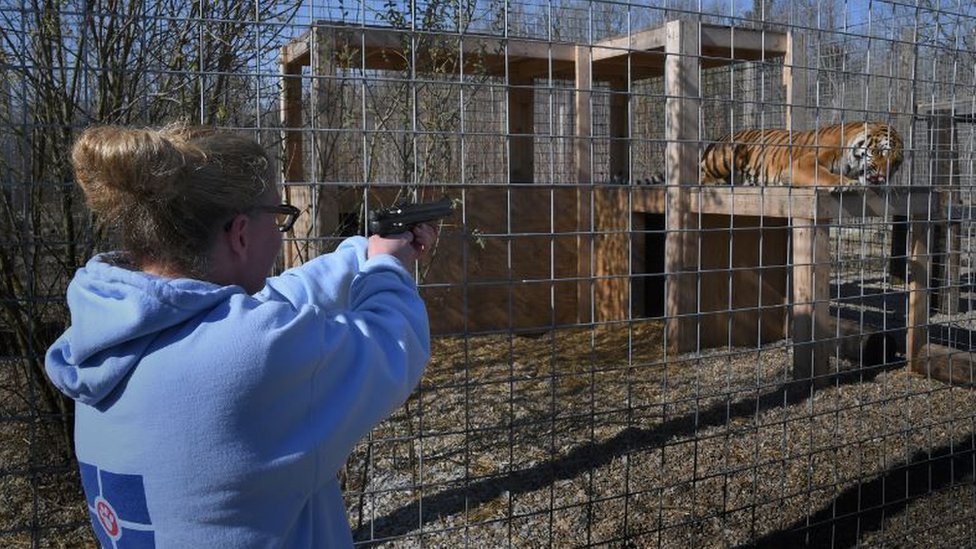 A vet trying to fire a dart gun on a caged tiger