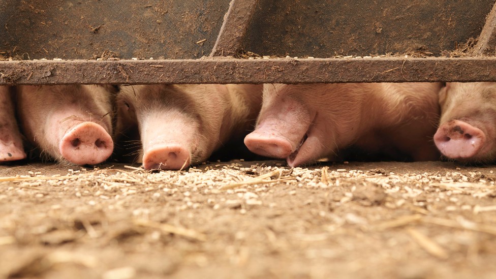 Hocicos de cerdos en un establecimiento ganadero