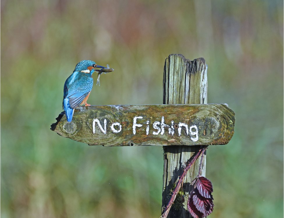 A kingfisher on a "no fishing" sign with a fish in its mouth