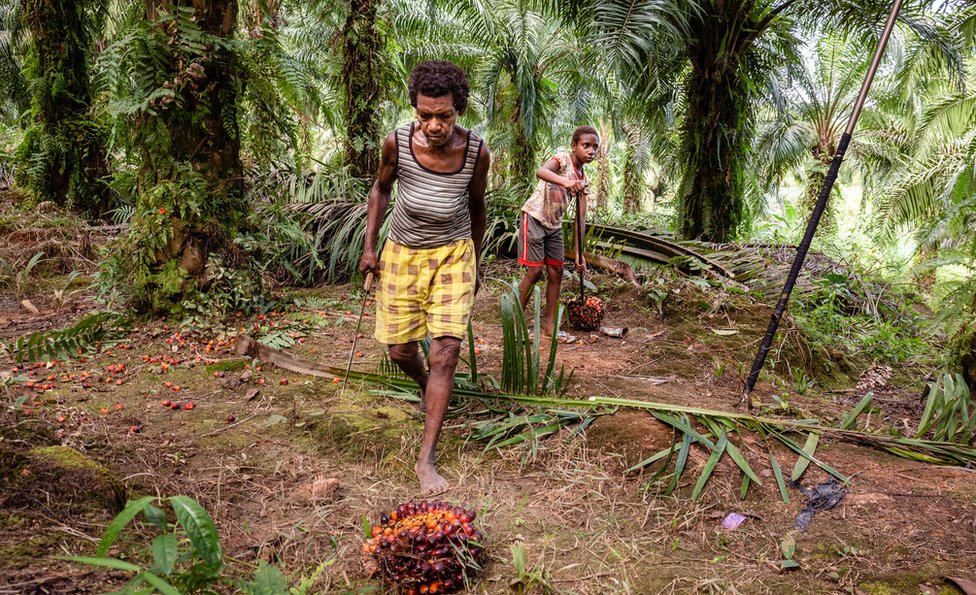 Workers on one of Korindo's palm oil plantations, picking up the palm oil fruit