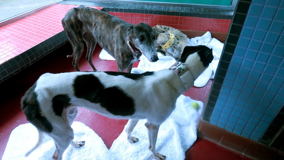 寄居澳門保護動物協會路環收容所的逸園格力犬（BBC中文圖片22/6/2018）