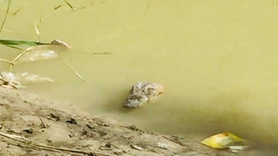Crocodilo-persa avistado no rio Bahu-Kalat