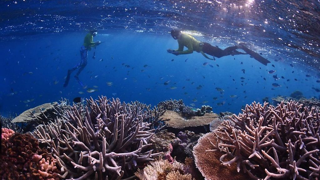 Hundreds of volunteers are helping to map the Great Barrier Reef