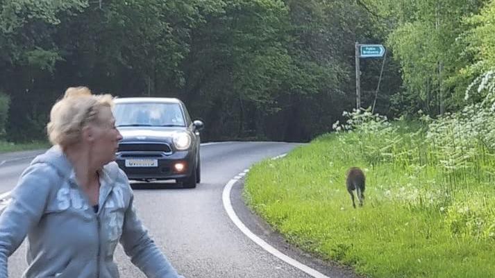Wallaby spotted hopping along West Sussex roadside