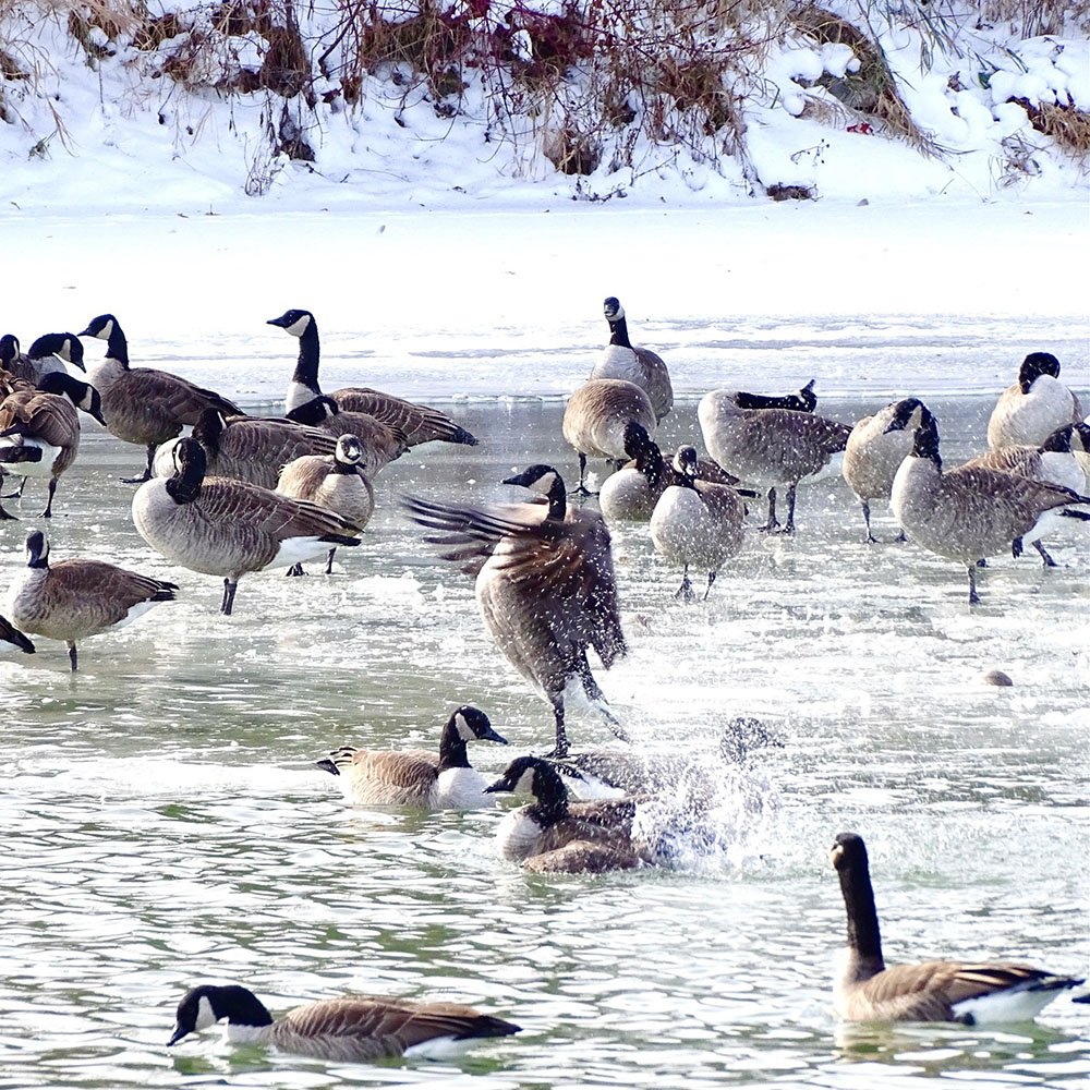 makhluk air, angsa, kanada