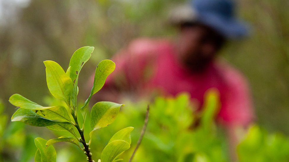 Recolectores de hoja de coca