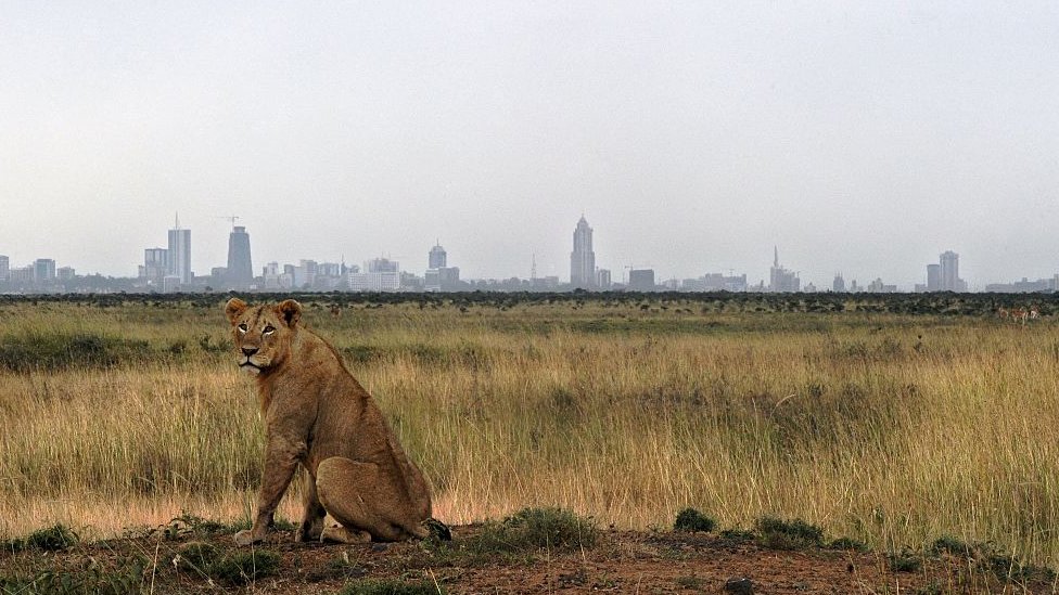 Estados Unidos había regulado el pasado año la importación de trofeos de leones de Zambia y Zimbabue. leon