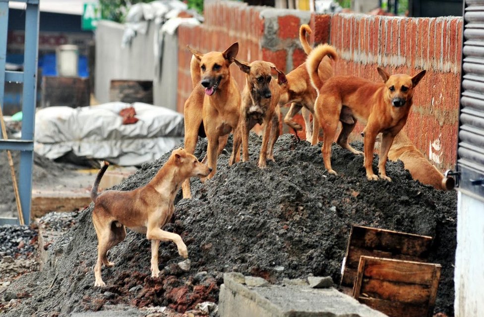 The man who kills stray dogs in India's Kerala - BBC News