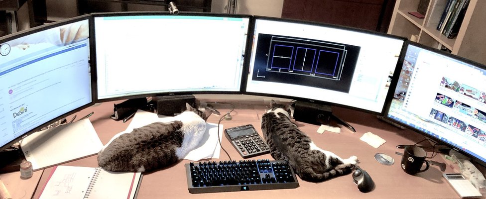 Katzen und 4 Computermonitore