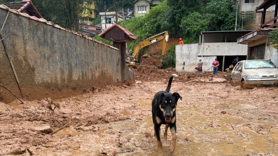 Cachorro em área de desastre