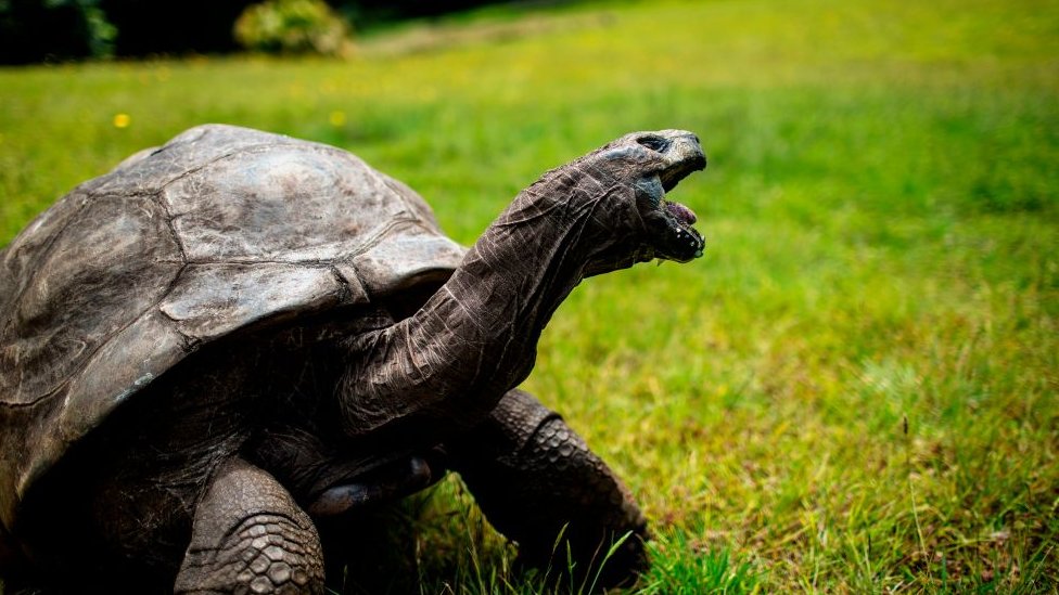 Nigeria S Royal Tortoise Said To Have Lived To The Age Of 344 In Oyo State Bbc News