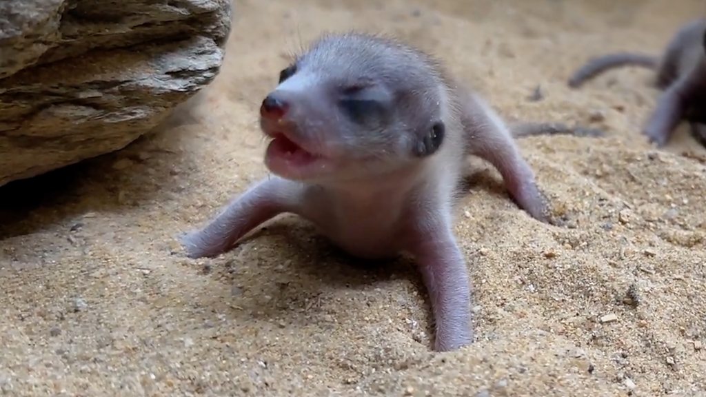 Watch tiny newborn meerkats explore zoo enclosure