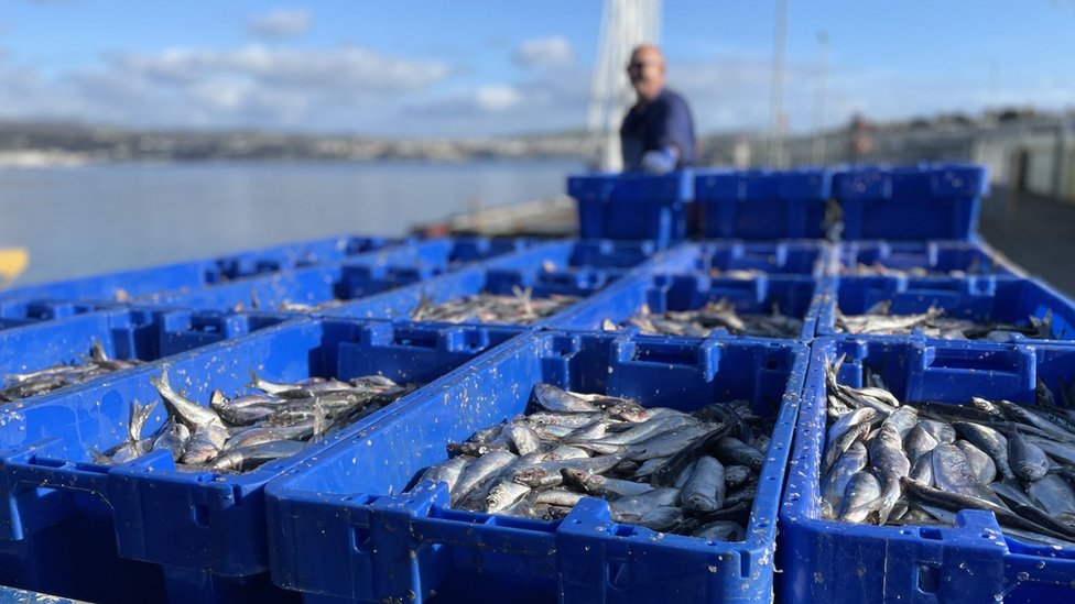 Fishing Gear for sale in Greens Harbour, Newfoundland And Labrador, Facebook Marketplace