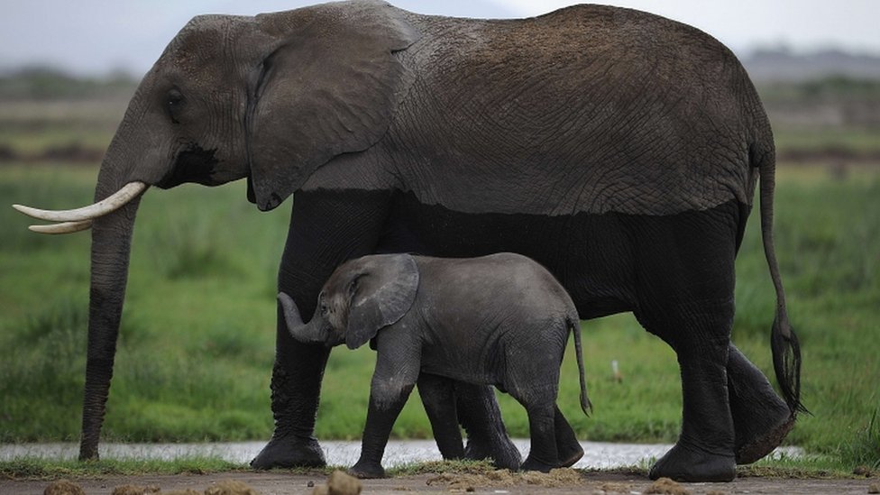Slon u Keniji