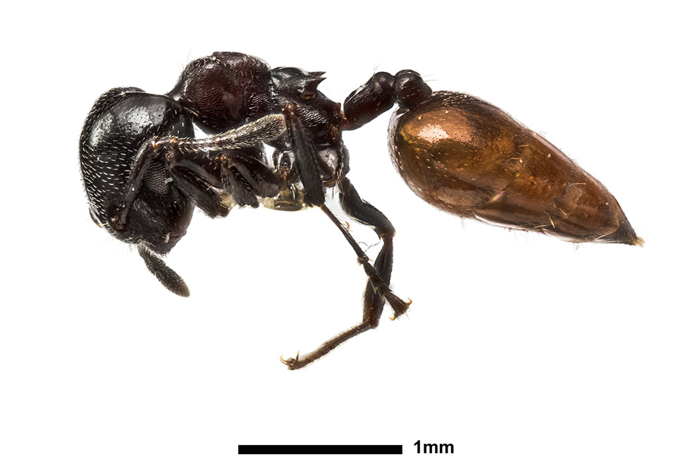 Acacia ant