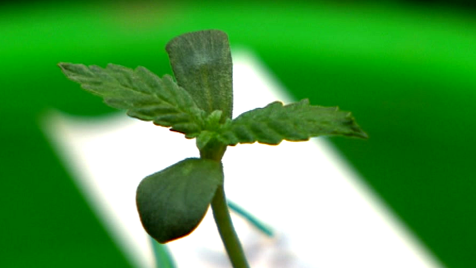На секретном участке в Сомерсете первые растения каннабиса, разрешенные к выращиванию для медицинских исследований, находятся под строгой охраной