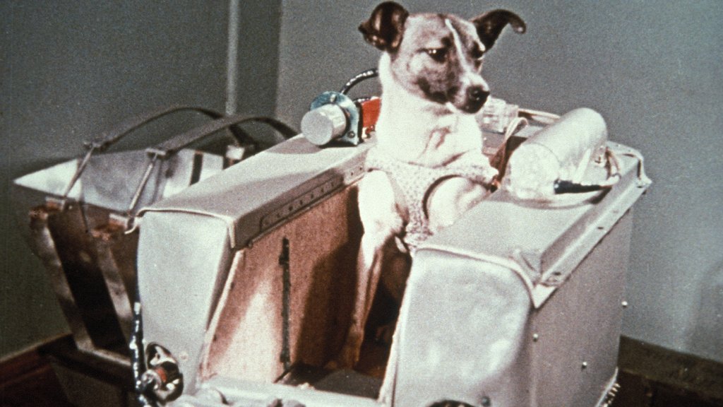 Laika, el primer ser vivo en ir al espacio.