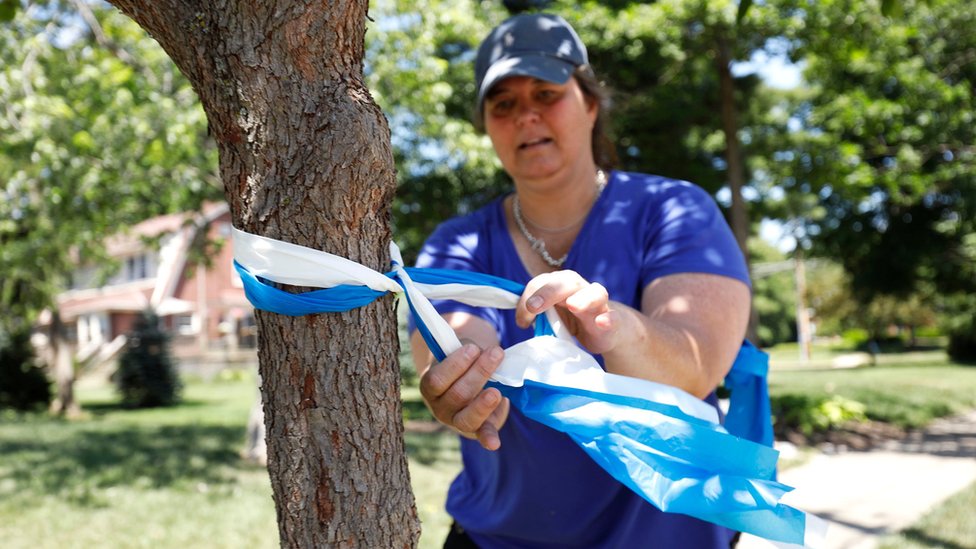 Los ciudadanos de Wyoming amarraron cintas blancas y azules en los árboles de las calles del suburbio por las que iba a pasar el cortejo fúnebre de Warmbier. Mujer atando lazos blancos y azules en un árbol