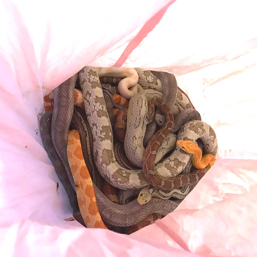 Snakes in a pink pillowcase