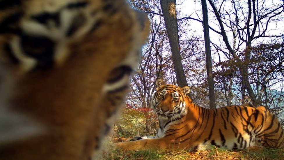 Тигренок смотрит в камеру в национальном парке «Земля леопарда» (июль 2017 г.)