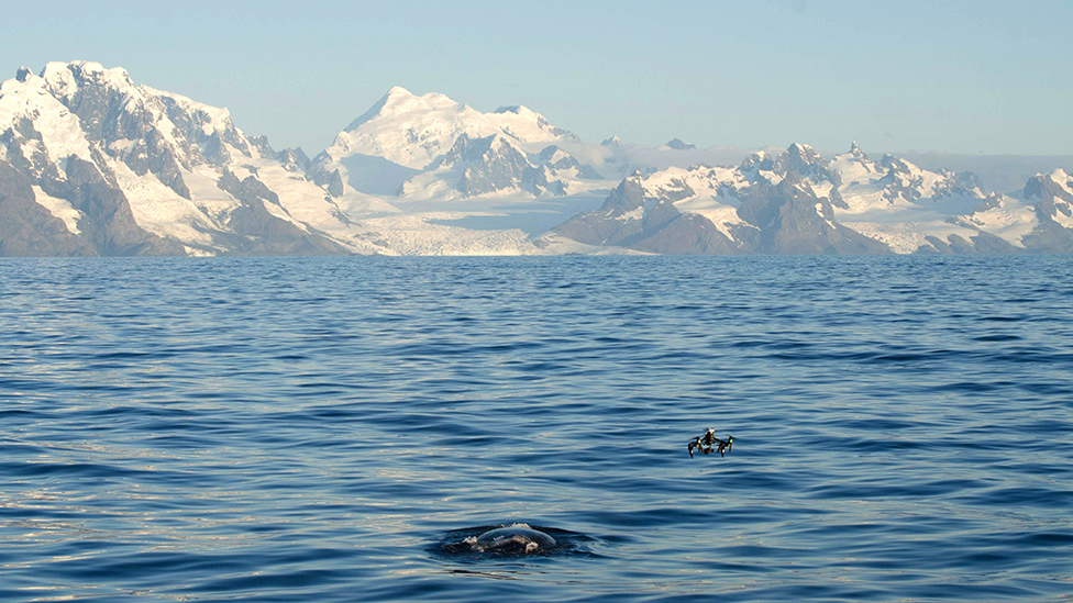 Южный кит и дрон
