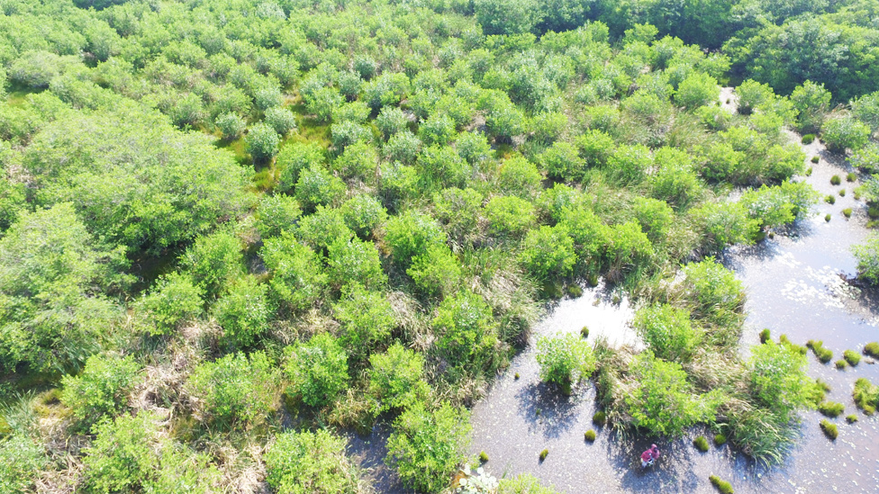 Vista panorámica de una zona de manglar regenerada con chinampas