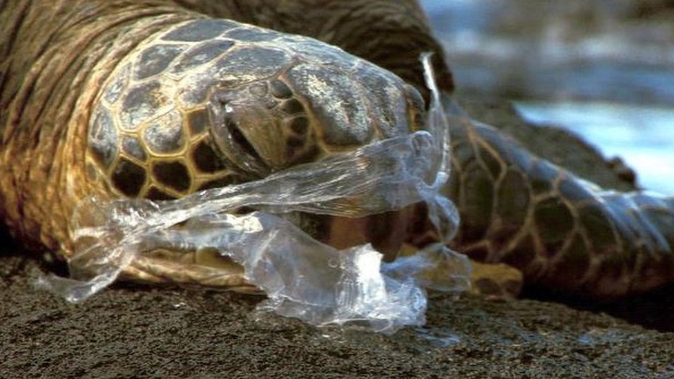 The animals that are being harmed by plastic bags - BBC News