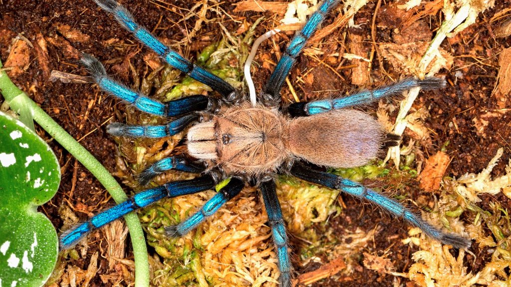 Rare amazing spiders: Which is the coolest? - CBBC Newsround