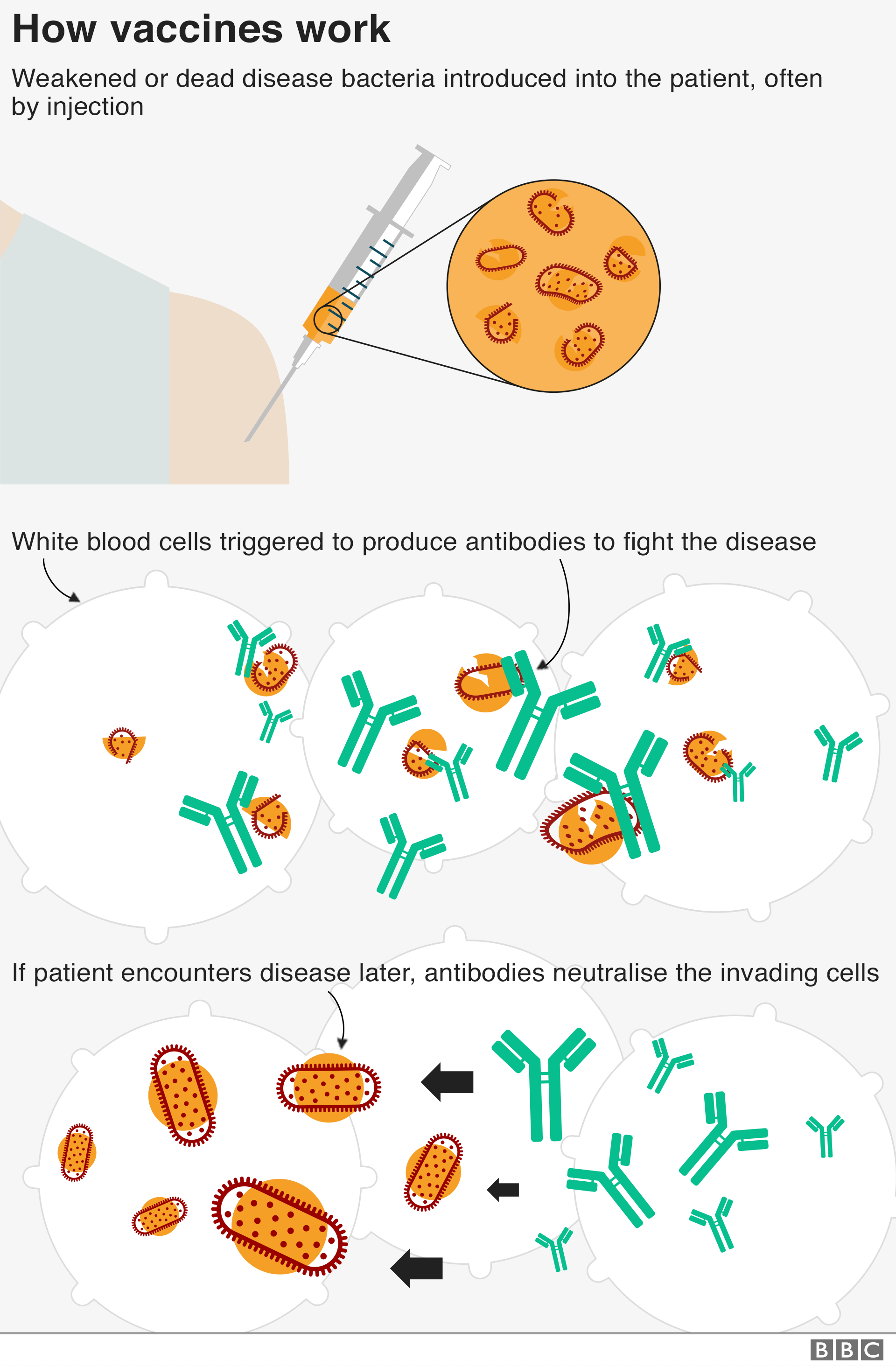 Graphic: Chart showing how vaccines work