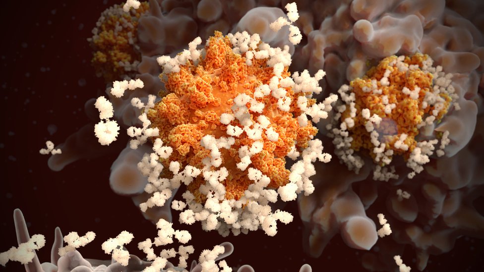 Антитела связываются с вирусными белками, помечая их для разрушения другими иммунными клетками