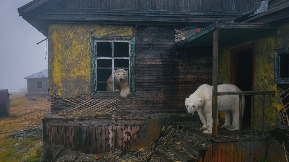 A polar bear stands on the porch of an abandoned building while another looks out of a window