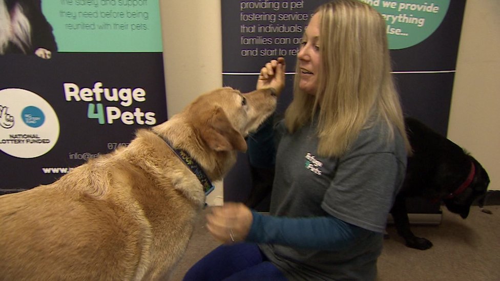 emergency dog fostering