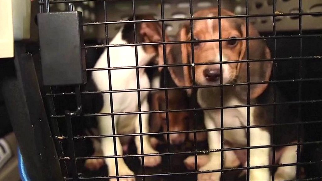 Thousands of beagles saved from drug trials in US