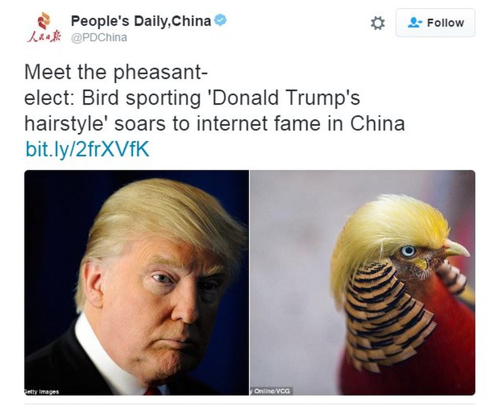 Твит People's Daily: Познакомьтесь с избранным фазаном: Птица с прической Дональда Трампа взлетает к интернет-славе в Китае.