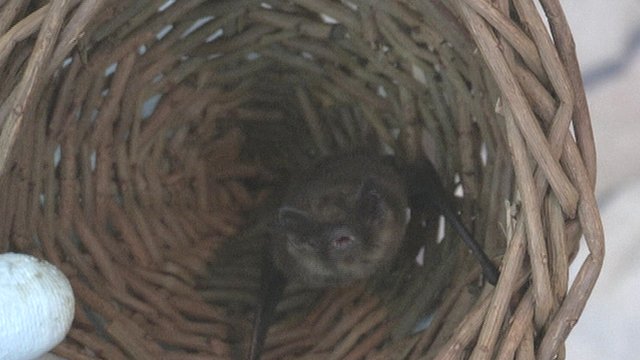 Bat charity takes 600 calls in year - BBC News