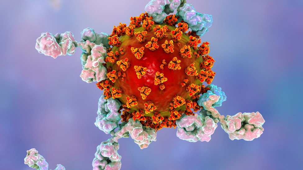 Ilustração mostra anticorpos atacando o vírus que causa a doença covid-19