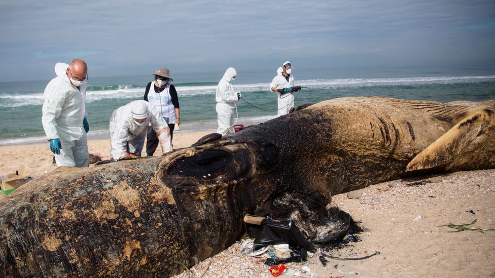 Israeli experts carry out an autopsy on a dead fin whale found on 18 February 2021