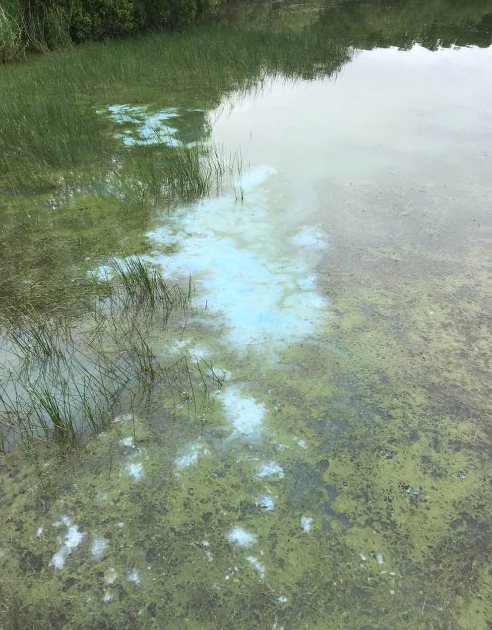 В озере Лох-Левен цветут сине-зеленые водоросли