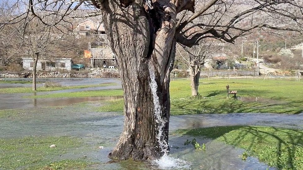 Why does water flow from a tree in Montenegro?