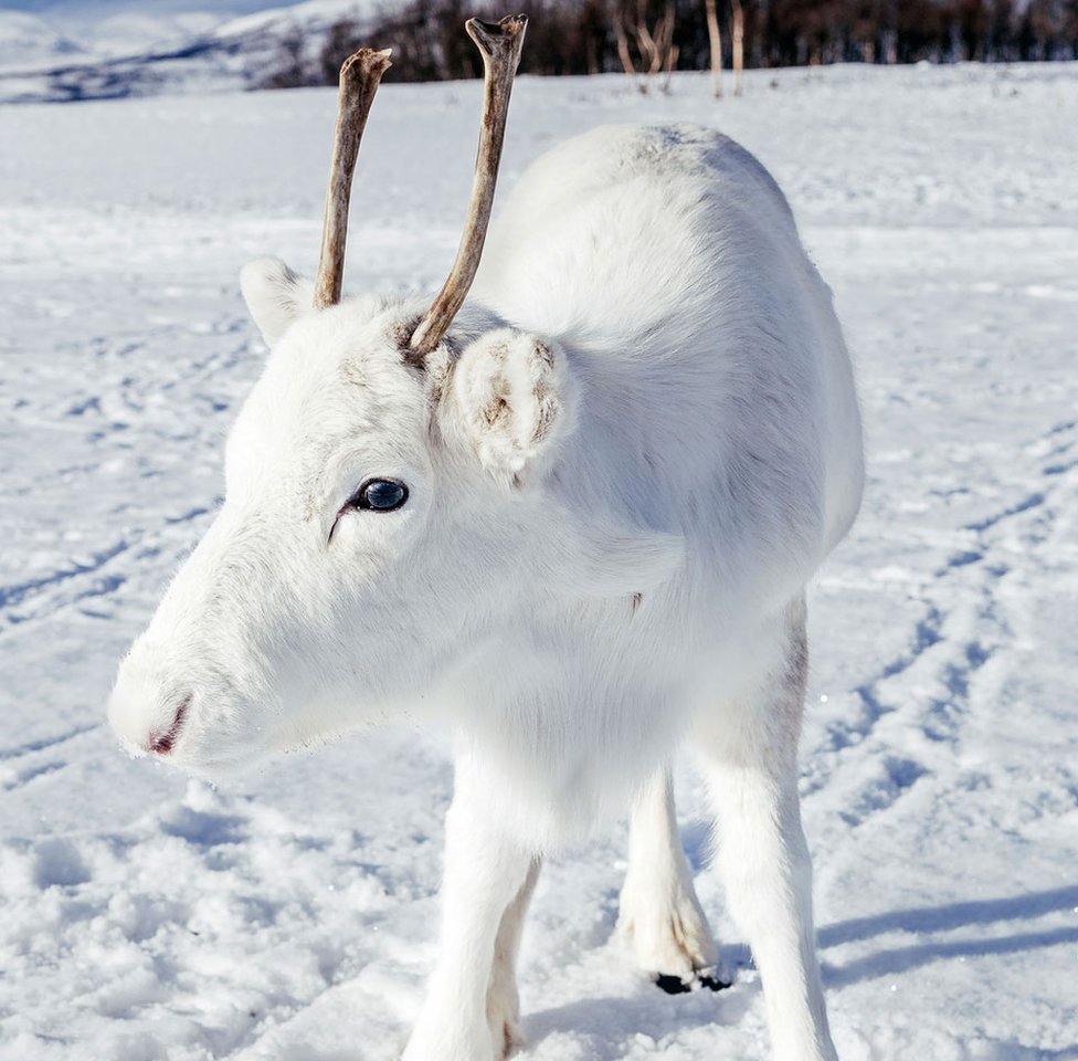 infant reindeer antlers